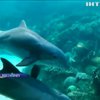Вчені зафільмували залицяння дельфінів (відео)