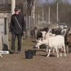 На Черкащині переселенці організували козину мініферму