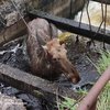 На Чернігівщині врятували лося, що впав до водного канала