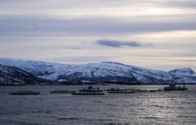 Балтійський оселедець може зникнути через норвезького лосося - Bloomberg