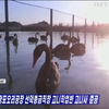 Північна Корея радить розводити чорних лебедів задля м'яса