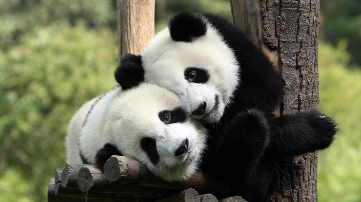 Почему панды черно-белые: ученые разгадали секрет бамбуковых медведей