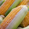 Посівна одиниця насіння: що це, і скільки вона становить для кукурудзи?
