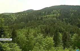 На Буковині висадили 2,5 мільйони молодих дерев