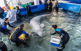 З харківського дельфінарію евакуювали до Валенсії двох білух (відео)