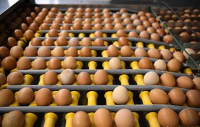 ЄС повертає мита на український овес, яйця і цукор: як зміняться ціни в Україні (відео)
