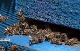 На Вінниччині бджолярам компенсують витрати у вигляді дотацій 