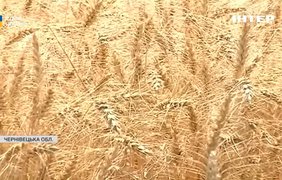 На Буковині вже розпочали збір пшениці